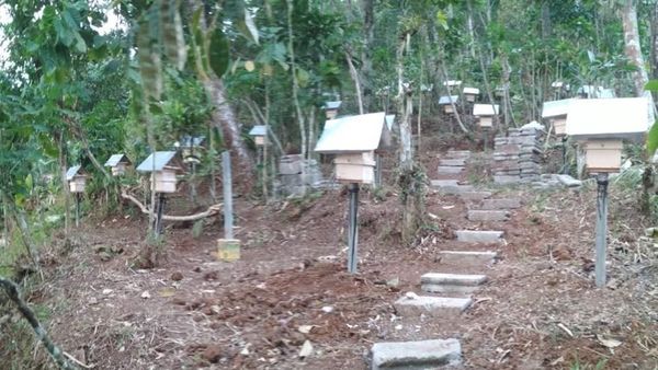 Foto: Dapat Cuan dari Lebah Hama di Magelang