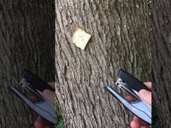 Rekatkan Roti dengan Stapler ke Pohon Jadi Tren Baru di Inggris