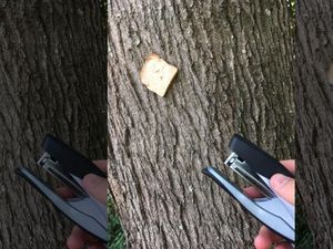 Rekatkan Roti dengan Stapler ke Pohon Jadi Tren Baru di Inggris Rekatkan Roti dengan Stapler ke Pohon Jadi Tren Baru di Inggris