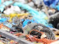 Burung Bikin Sarang dari Limbah Plastik dan Muntahkan Plastik, Kaca dan Logam