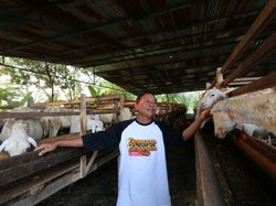 ACT Kelola Hewan Kurban Terbaik, Dimandikan hingga Diberi Makan Pilihan