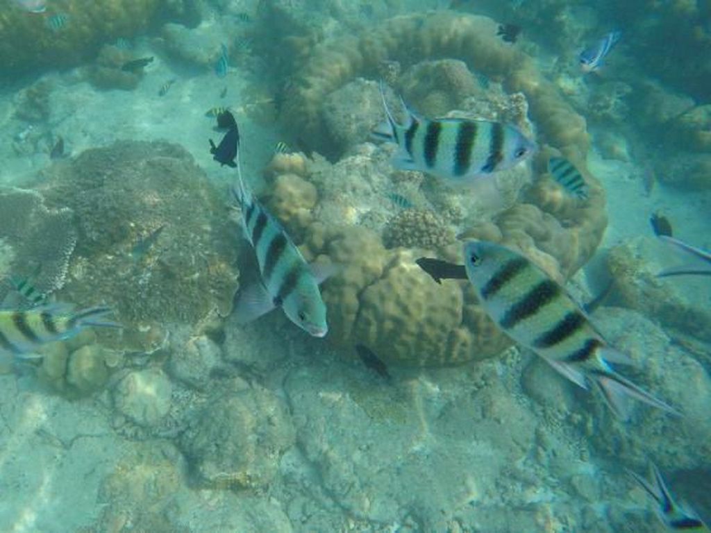 Begini Lho Indahnya Bawah Laut Pulau Tidung Begini Lho Indahnya Bawah Laut Pulau Tidung