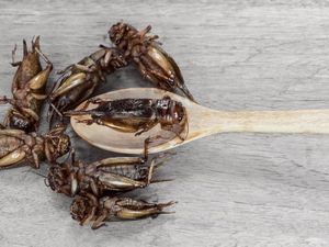 Pesan Dokter Gizi soal Wacana Serangga Jadi Menu MBG