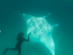 Kisah Penyelam Selamatkan Mata Ikan Pari Manta