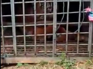 Harimau yang Ditangkap di Padang Lawas akan Dioperasi Harimau yang Ditangkap di Padang Lawas akan Dioperasi