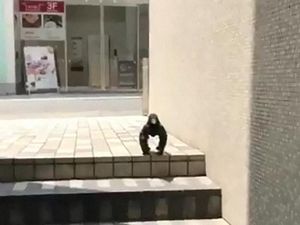 Pose Gagak Ini Sempat Viral, Penjelasannya Mungkin Sederhana