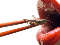 Peneliti Sebut Konsumsi Beragam Serangga Bisa Cegah Penyakit Kanker