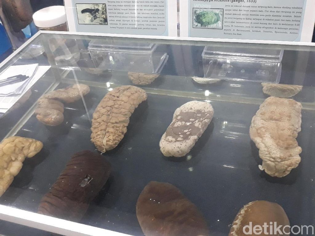 Haishen, Teripang China yang Bisa Meningkatkan Stamina Haishen, Teripang China yang Bisa Meningkatkan Stamina
