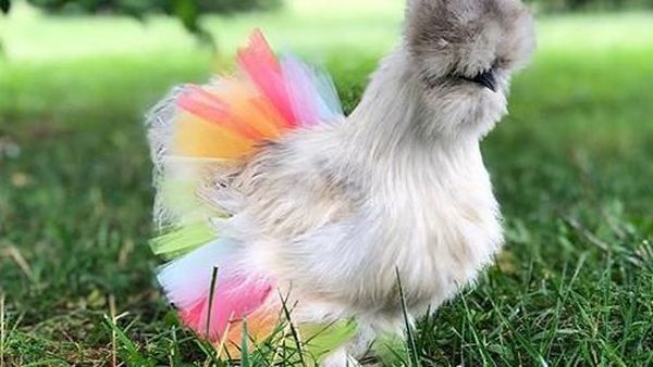 Lagi Tren Pamer Ayam Pakai Rok Tutu di Instagram, Cute Banget!