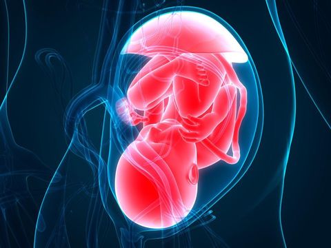 3D Illustration of Fetus (Baby) in Womb Anatomy