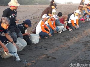Biar Tak Punah, Anak Penyu Dilepasliarkan di Pantai Samas