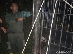 BKSDA Lepaskan Beruang Madu yang Kena Jerat Perangkap Babi di Sumbar