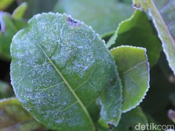 Suhu Bandung Dingin, Rumput dan Kebun Teh di Kertasari Berembun Es