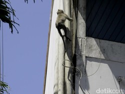 Warga Pekalongan Keluhkan Monyet-monyet Nyasar di Permukiman