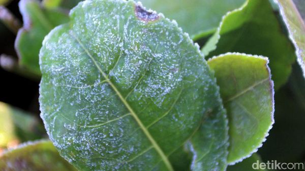 Penampakan Embun Es Selimuti Perkebunan di Bandung