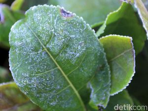 Penampakan Embun Es Selimuti Perkebunan di Bandung