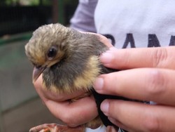 Melestarikan Burung Maleo yang Hampir Punah di Bone Bolango