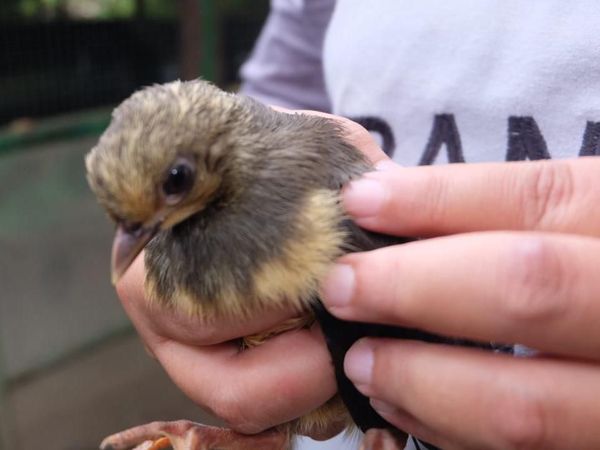 Foto: Melestarikan Maleo di Hutan Bone Bolango