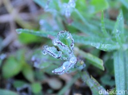 Penjelasan BMKG soal Embun Es Selimuti Kebun Teh di Bandung