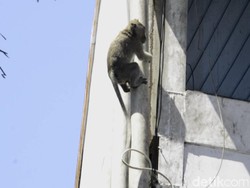 2 Monyet Bersarang di Plafon Showroom Mobil, Damkar Turun Tangan