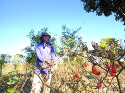 Kasihan Petani di Mojokerto, Merugi Karena Tanaman Cabainya Kering