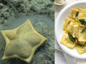 Bikin Gemas! Biota Laut Ini Punya Bentuk yang Mirip Makanan Italia Bikin Gemas! Biota Laut Ini Punya Bentuk yang Mirip Makanan Italia