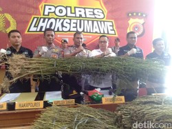 Polisi Tangkap 2 Pemilik 5 Hektare Ladang Ganja di Aceh Utara