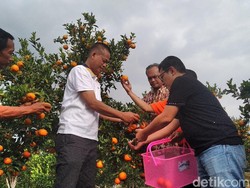 Lewat Bujangseta Panen Jeruk Bisa Sepanjang Tahun