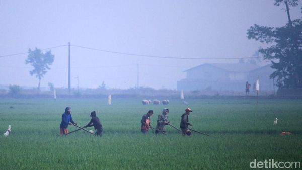 Dingin! Kabut Selimuti Area Sawah di Kabupaten Bandung