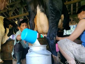 Respons Peternak Sapi Tulungagung soal Impor Sapi yang Diwacanakan Prabowo