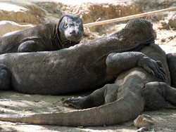Pulau Komodo: Antara Ciptakan Wisata Reptil Liar dan Pisahkan Saudara Sedarah