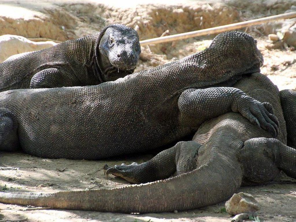 Pulau Komodo: Antara Ciptakan Wisata Reptil Liar dan Pisahkan Saudara Sedarah Pulau Komodo: Antara Ciptakan Wisata Reptil Liar dan Pisahkan Saudara Sedarah