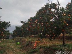 Harga Jeruk Diprediksi Tak Jatuh Meski Panen Sepanjang Tahun