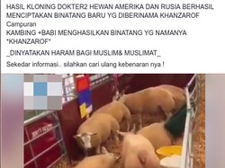 Viral Ada Hewan Hasil Klon Kambing dan Babi, Ini Faktanya