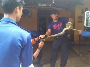 Ular Sanca 2 Meter Tiba-tiba Jatuh dari Atap Kamar Warga Serang