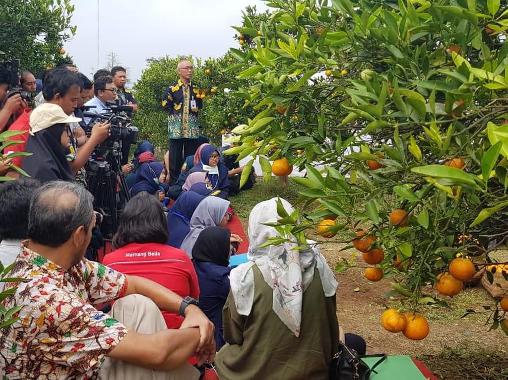 Peneliti Kementan Ciptakan Jeruk Berbuah Sepanjang Tahun Peneliti Kementan Ciptakan Jeruk Berbuah Sepanjang Tahun