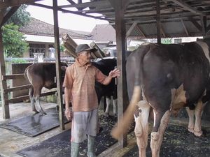 Sapi Kurban Jokowi Manja Banget, Tidurnya Beralaskan Karpet