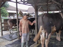 Sapi Kurban Jokowi Manja Banget, Tidurnya Beralaskan Karpet