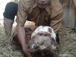 Ada Sapi Bermata Empat Hidup Normal di Grobogan