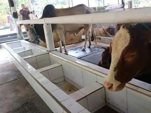 Ke Cimory Tak Hanya Ketemu Susu Lho