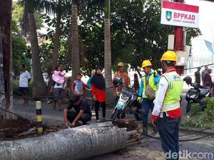 Ibu dan Bocah 1,5 Tahun Tertimpa Pohon di Area Car Free Day Solo
