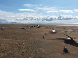 Puluhan Paus Pilot Mati Terdampar di Daratan Islandia