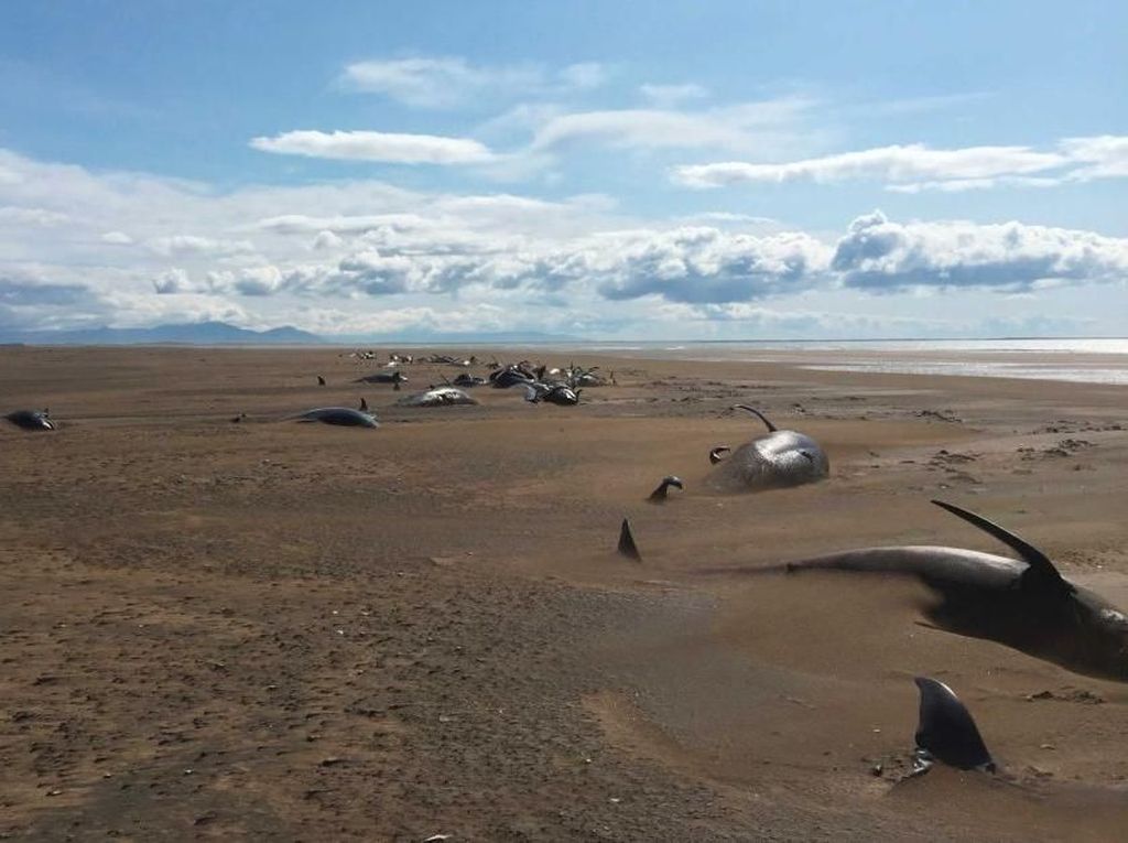 Puluhan Paus Pilot Mati Terdampar di Daratan Islandia Puluhan Paus Pilot Mati Terdampar di Daratan Islandia