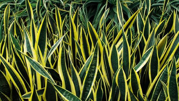 Variegated tropical leaves pattern of snake plant or mother-in-law's tongue (Sansevieria trifasciata 'Laurentii') and aloe succulent plant on dark nature background.