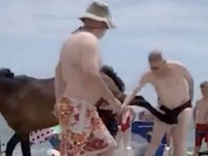 Ganggu Kuda Liar, Turis Ini Kena Tendang di Selangkangan