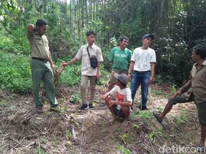 Harimau Berkeliaran di Pasaman Sumbar, 14 Ternak Warga Dimangsa