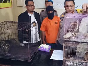 Pria Ini Diamankan Saat Jual Kukang, Landak, dan Elang di Kediri Pria Ini Diamankan Saat Jual Kukang, Landak, dan Elang di Kediri