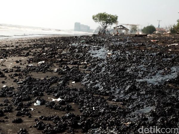 Duh, Tumpahan Minyak Mentah Kotori Pesisir Pantai Karawang