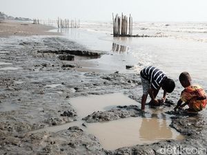 Pesisir Pantai Karawang Menghitam Tercemar Kebocoran Minyak Mentah Pesisir Pantai Karawang Menghitam Tercemar Kebocoran Minyak Mentah