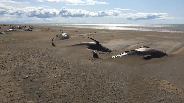 Pemandangan Memilukan Saat Puluhan Paus Mati Terdampar